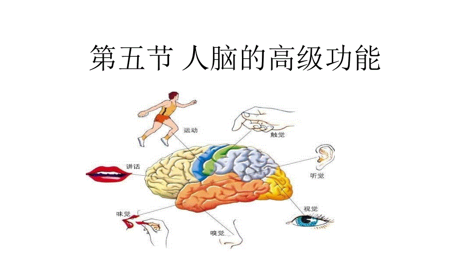 人教版生物选择性必修一25-人脑的高级功能课件_第1页