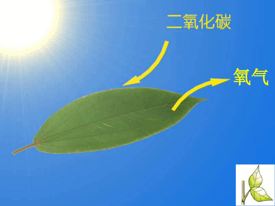 叶是植物进行光合作用的主要器官课件_第1页