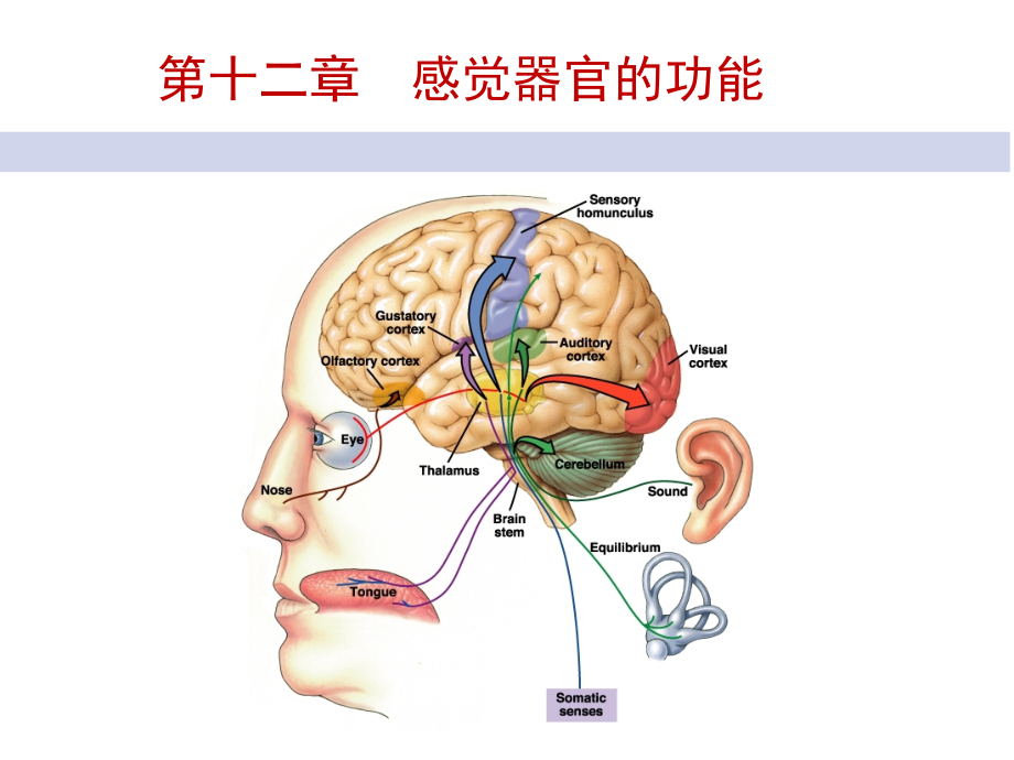 人体机能学课件第十二章感觉器官的功能_第1页