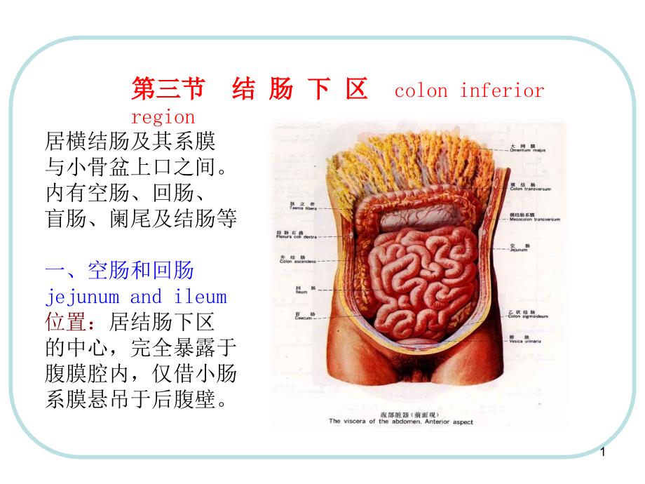 人体结构腹部课件_第1页