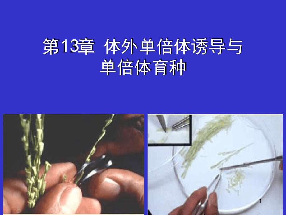 体外单倍体诱导与单倍体育种课件_第1页