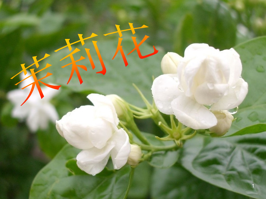 茉莉花欣赏ppt课件分析_第1页