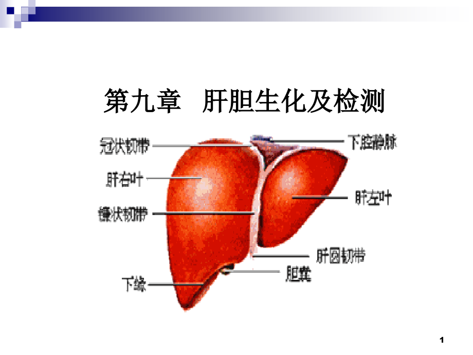 肝胆生化及检测课件_第1页