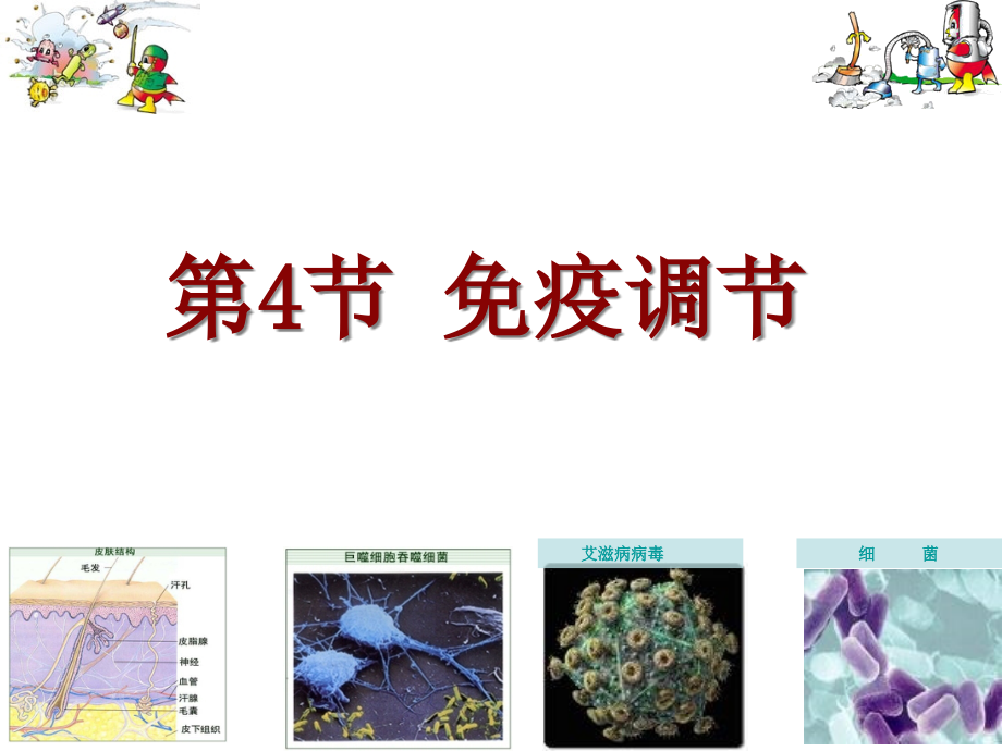 免疫调节-市级公开课课件_第1页