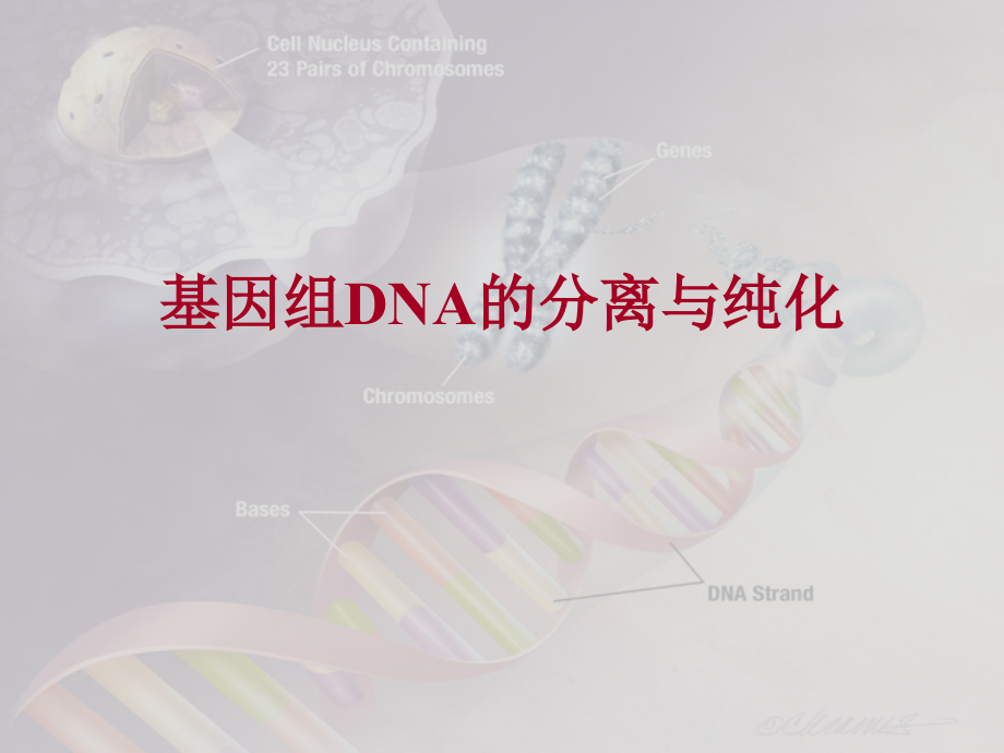 真核生物基因组总DNA的提取与鉴定ppt课件_第1页