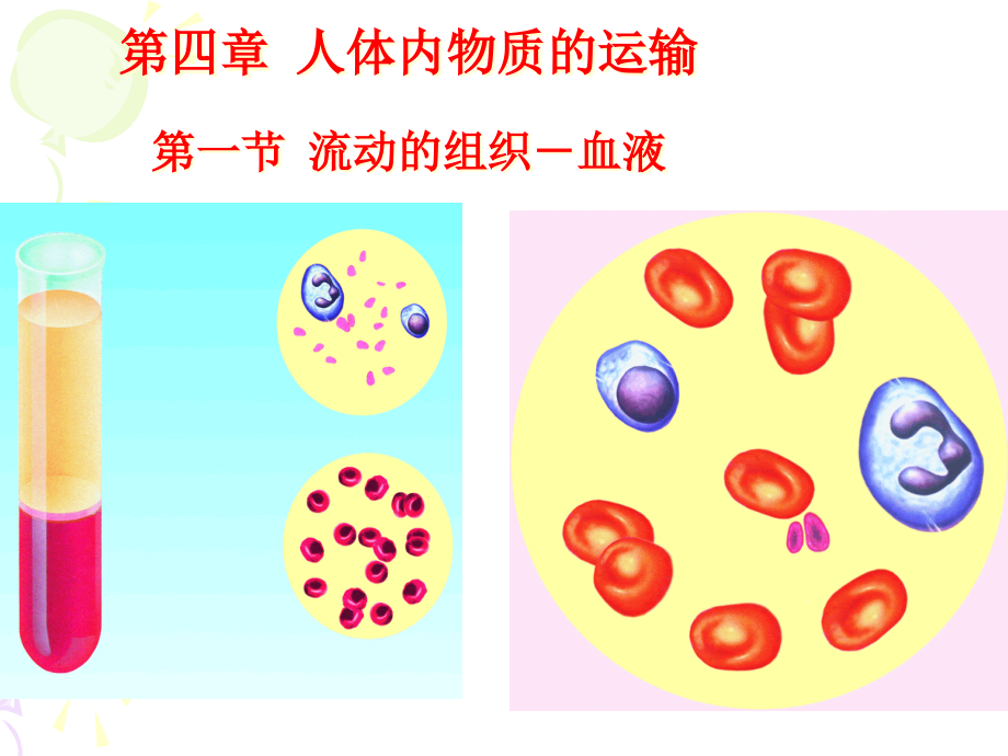 初中生物七年級下冊《第一節(jié)流動的組織——血液》課件_第1頁