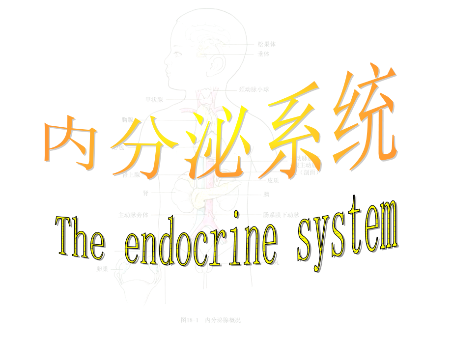 人体解剖学内分泌系统ppt课件_第1页