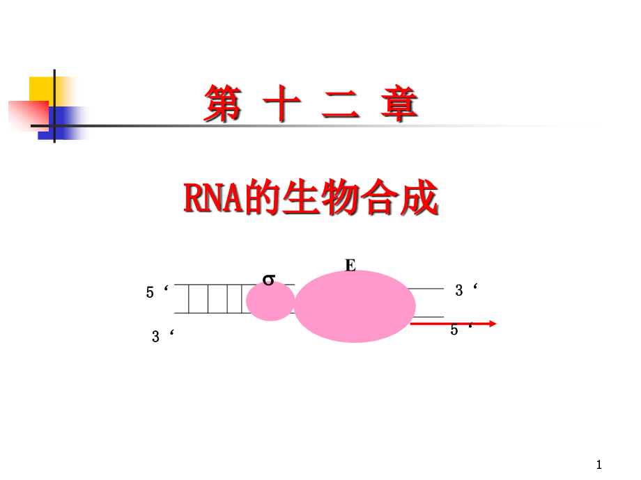 《生物化學(xué)ppt課件》12-RNA的生物合成_第1頁