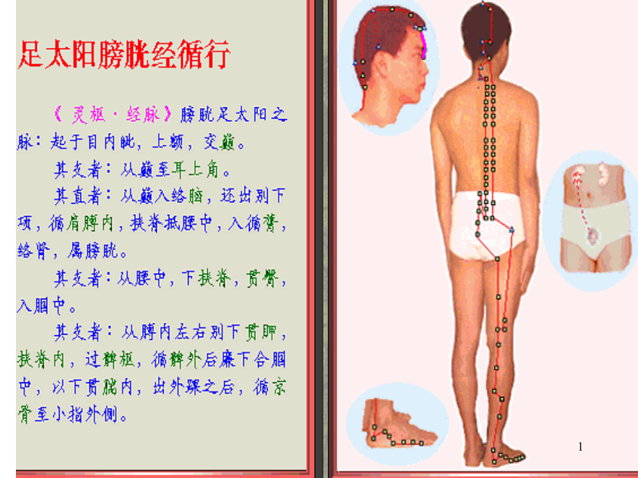 足太阳膀胱经脉循行示图课件ppt_第1页