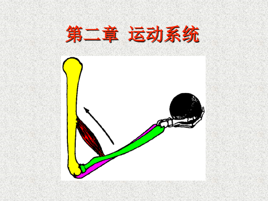 運(yùn)動(dòng)系統(tǒng) 課件_第1頁