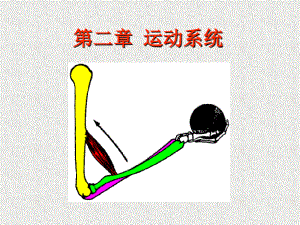 運(yùn)動(dòng)系統(tǒng) 課件