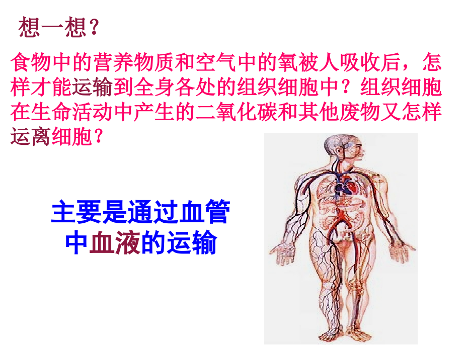 流动的组织血液（修改）ppt课件_第1页