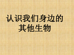 北京版七上《認(rèn)識我們身邊的其他生物》課件1