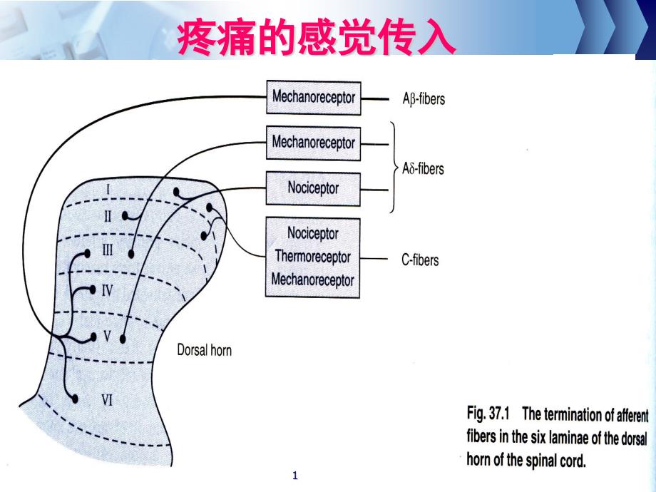 阿片类镇痛药药物依赖性课件_第1页