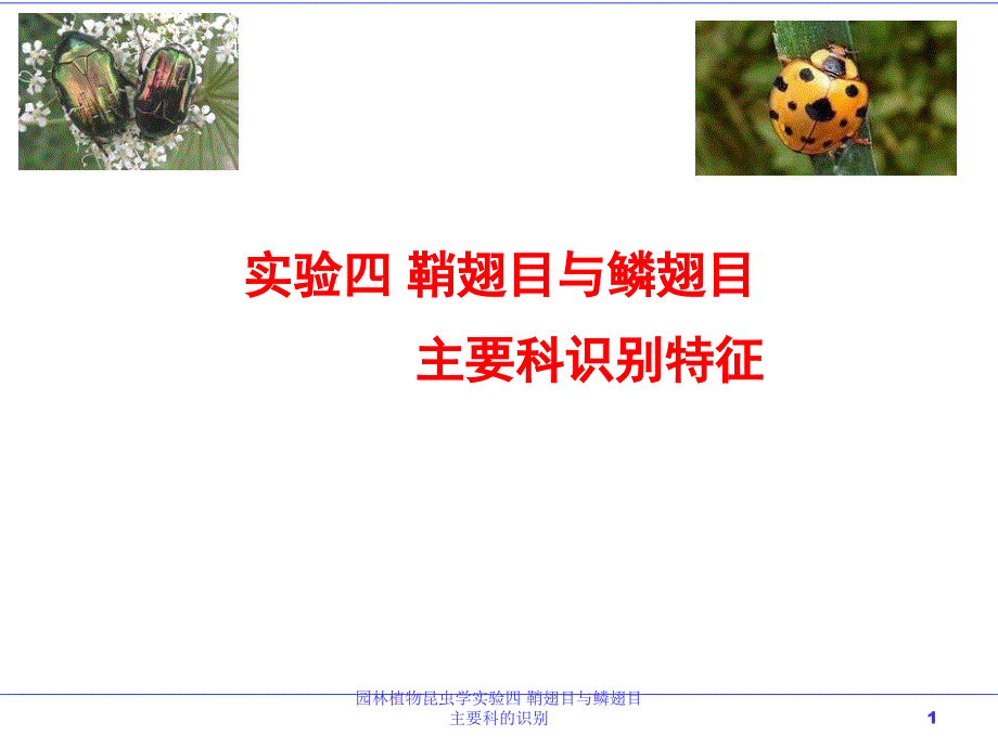 园林植物昆虫学实验四-鞘翅目与鳞翅目主要科的识别-课件_第1页