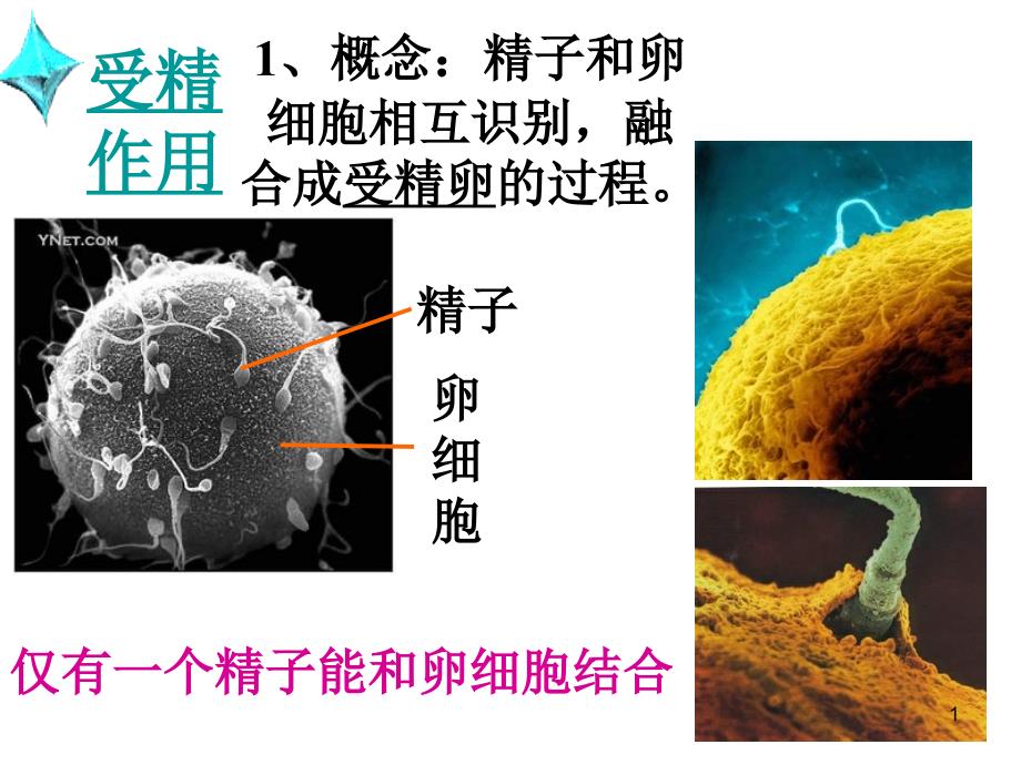 受精作用-完整课件_第1页