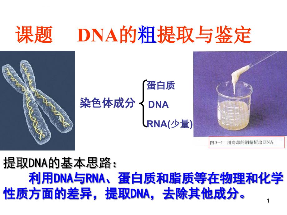 高中生物实验—DNA的粗提取和鉴定ppt课件_第1页