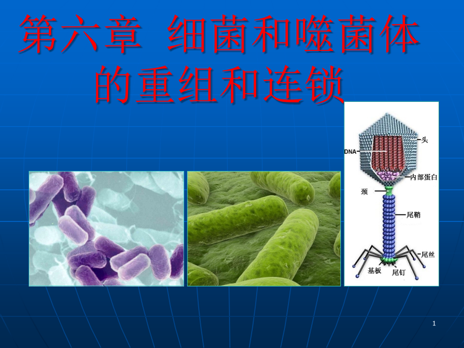 第八章细菌和噬菌体的重组和连锁课件_第1页