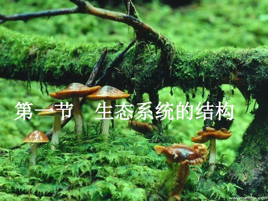 高二生物生物必修3-生态系统的结构3课件_第1页