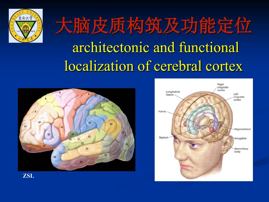 大脑皮质结构与功能分区教材课件_第1页