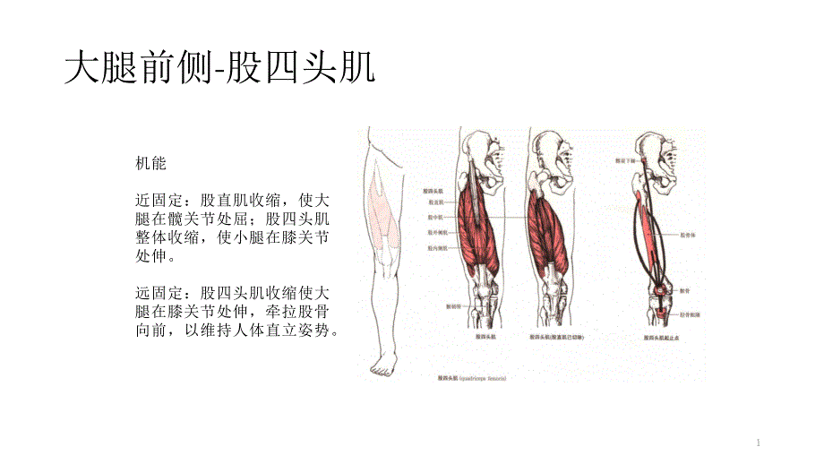 大腿前侧股四头肌课件_第1页