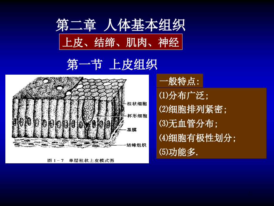 人体基本组织课件_第1页