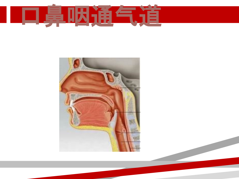 口鼻咽通气道课件_第1页