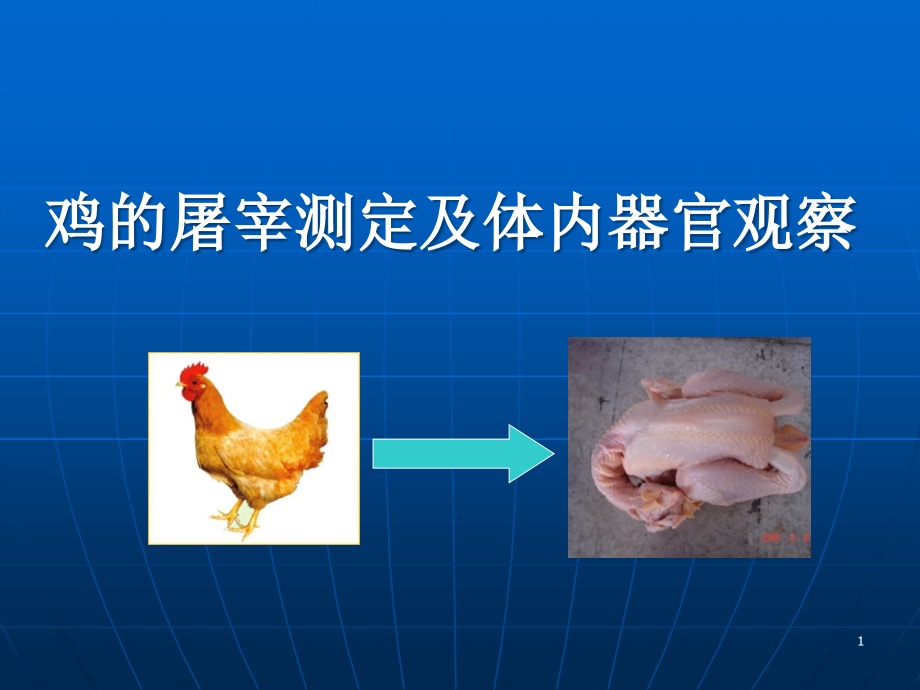 家禽的屠宰和屠宰率的测定方法课件_第1页