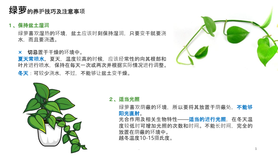 常见绿植养护方法课件_第1页