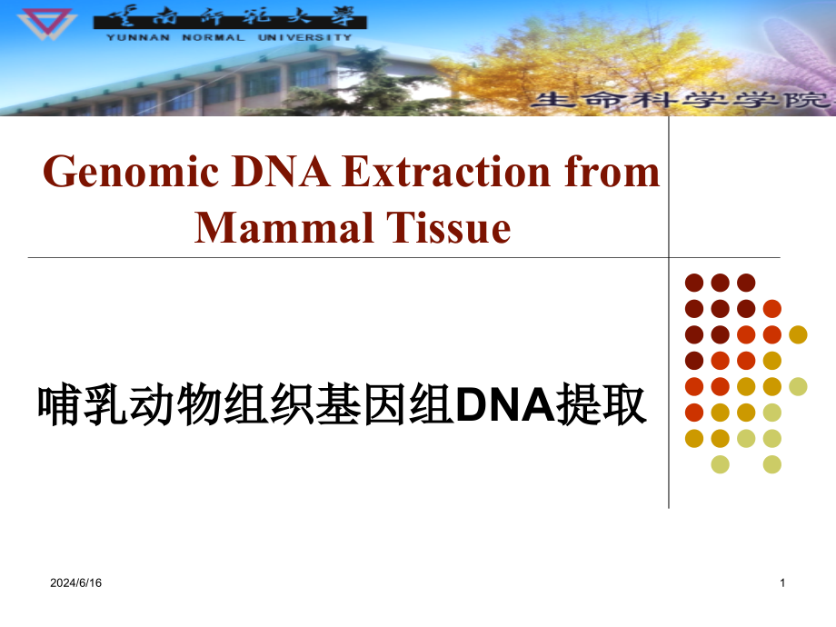 哺乳动物组织基因组DNA提取课件_第1页
