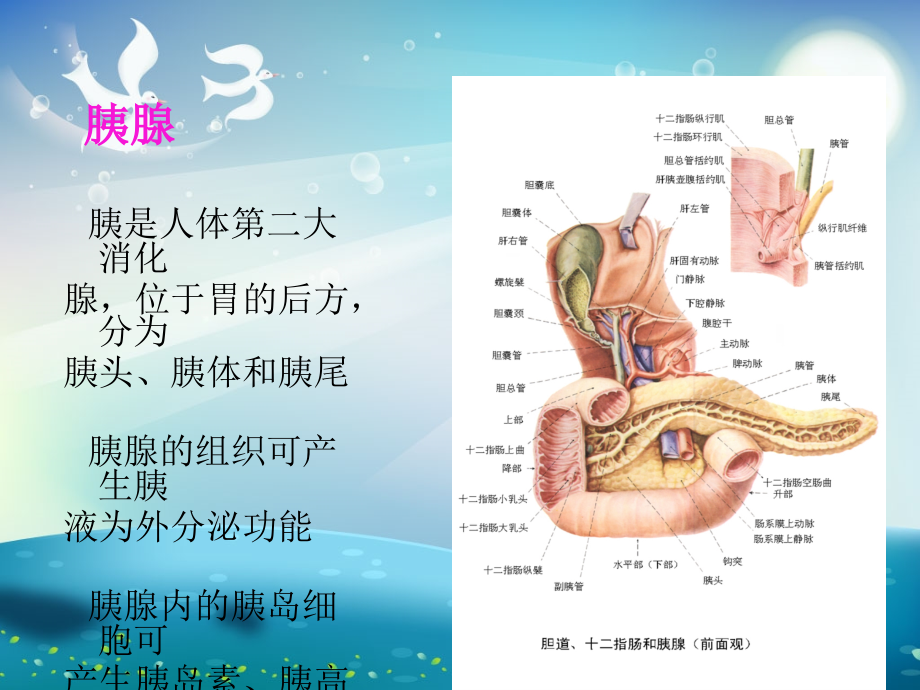 急性胰腺炎的护理课件_第1页