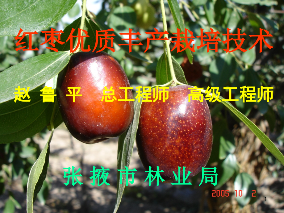 红枣优质丰产栽培技术课件_第1页