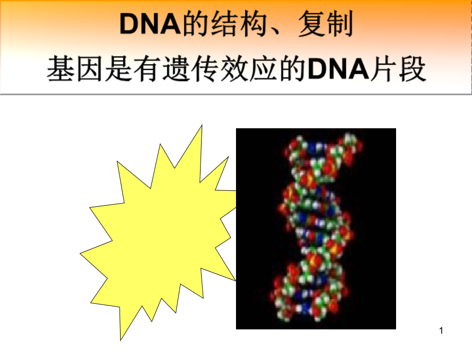 DNA的结构和复制解析课件_第1页