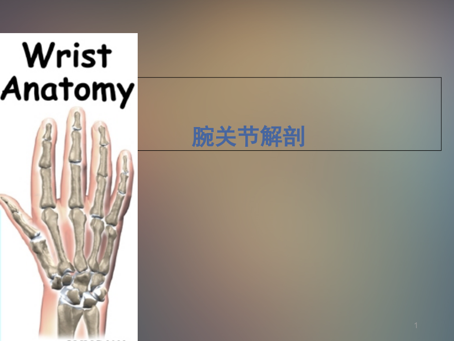 《腕关节解剖》课件_第1页