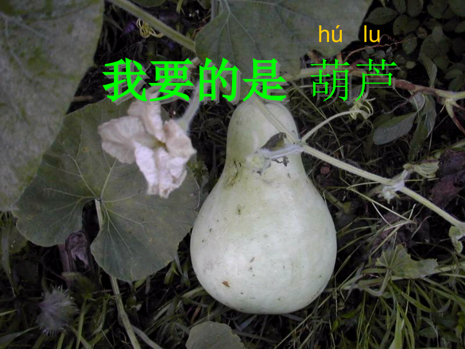 我要的是葫芦课件_第1页