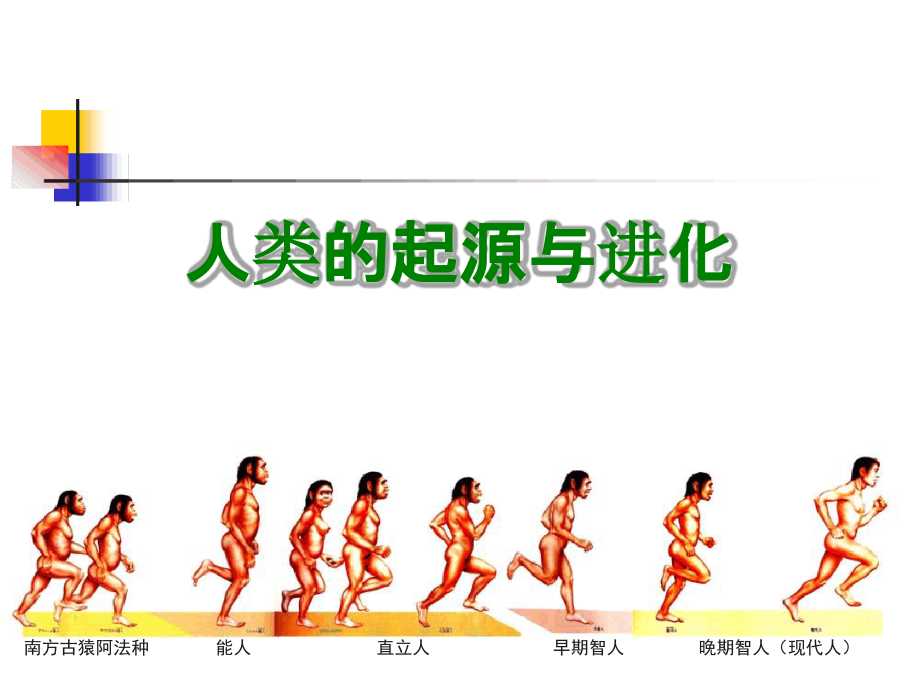 人类的起源和进化分析课件_第1页