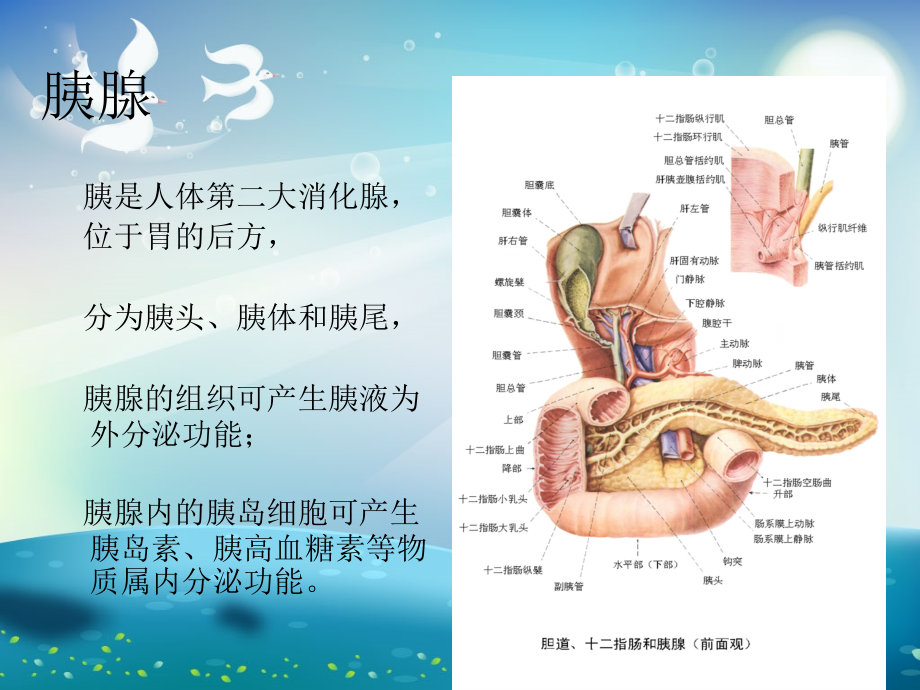 急性胰腺炎的護(hù)理 ppt課件_第1頁