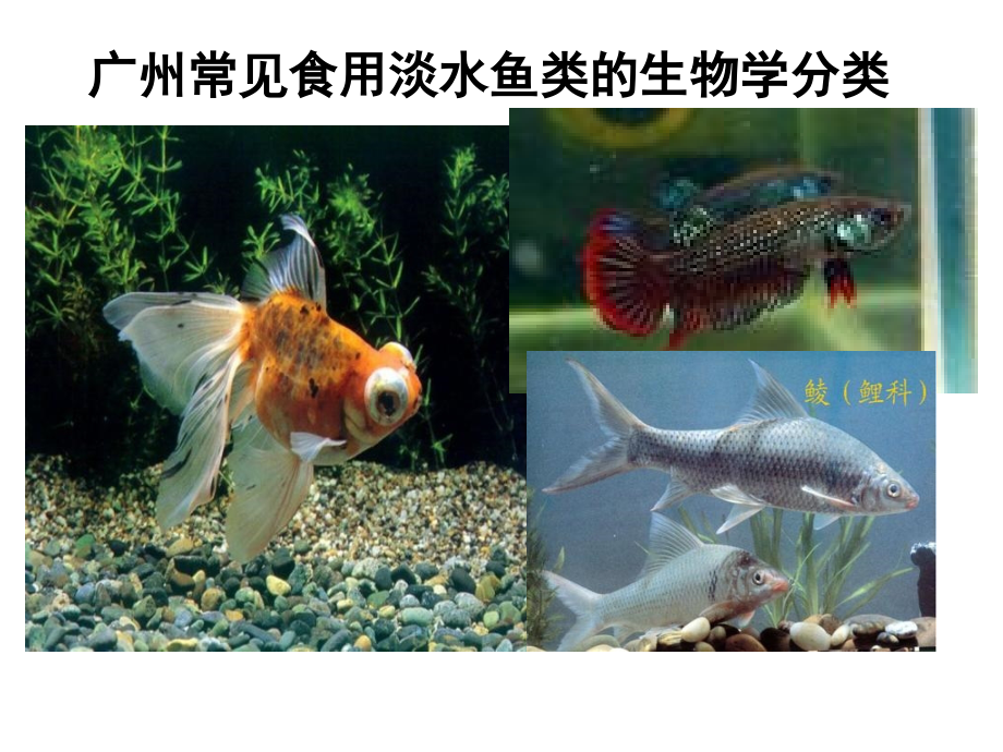 常见食用淡水鱼类的生物学分课件_第1页