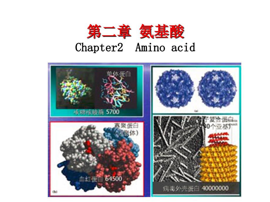 考研必备要点生物化学氨基酸课件_第1页