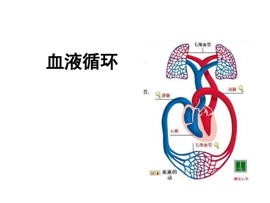 护理本科循环三版课件_第1页