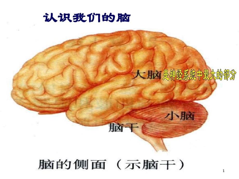 大脑皮层是神经系统的最高级中枢课件_第1页