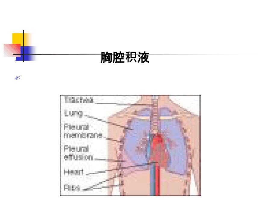 胸腔积液的定义课件_第1页