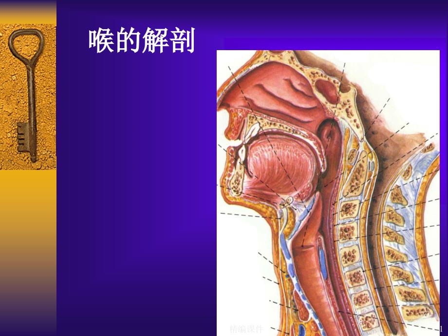 喉部的CT解剖(培训调研)课件_第1页