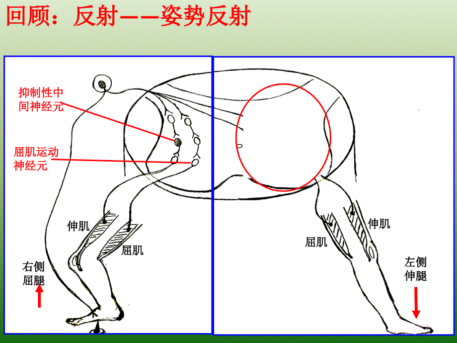 神经系统的分级调节【新教材】人教版高中生物选择性必修一课件_第1页