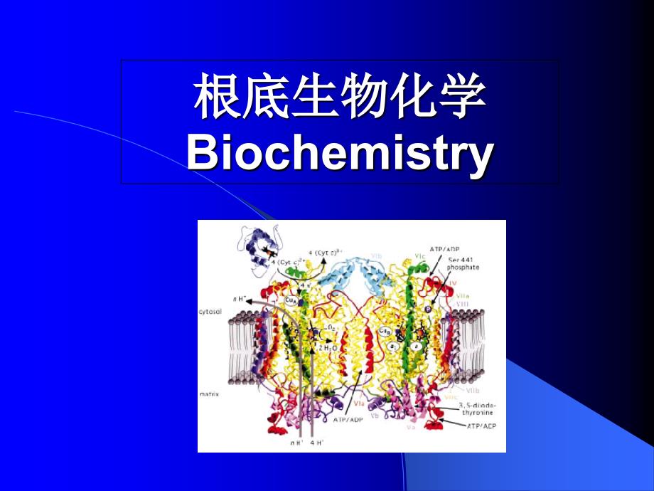 生物化学课程安排课件_第1页