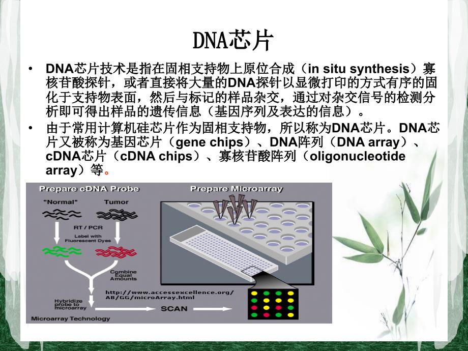 基因芯片976527202_第1页