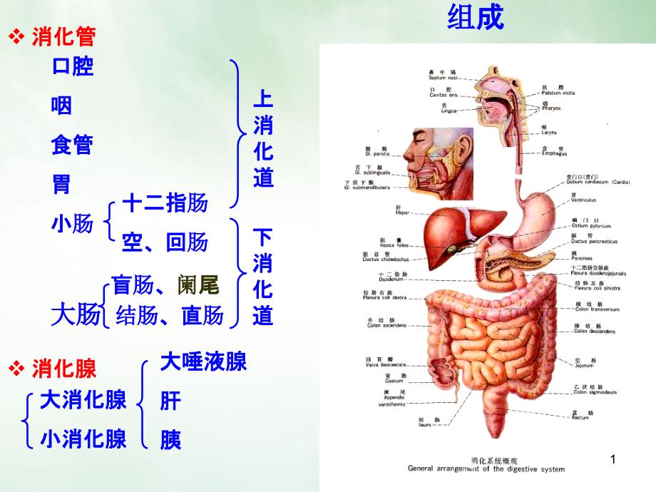 运动解剖学消化系统ppt课件_第1页