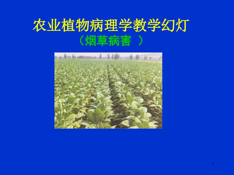 农业植物病理学教学(水稻病害)课件_第1页