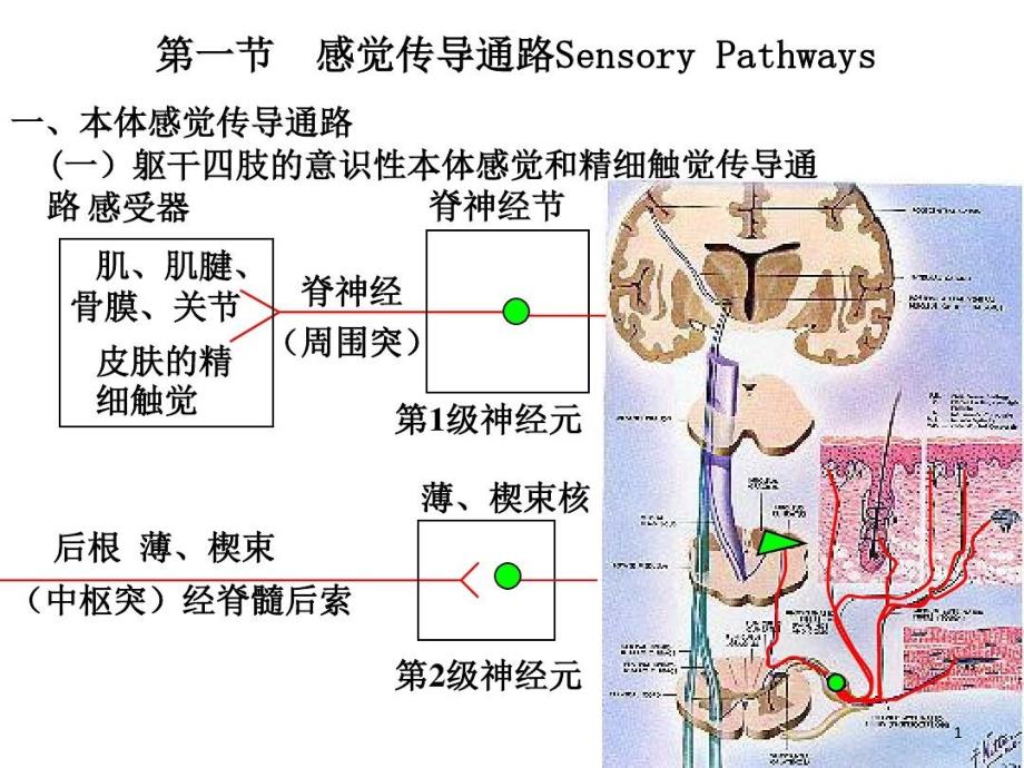 神经系统主要传导通路-ppt课件_第1页