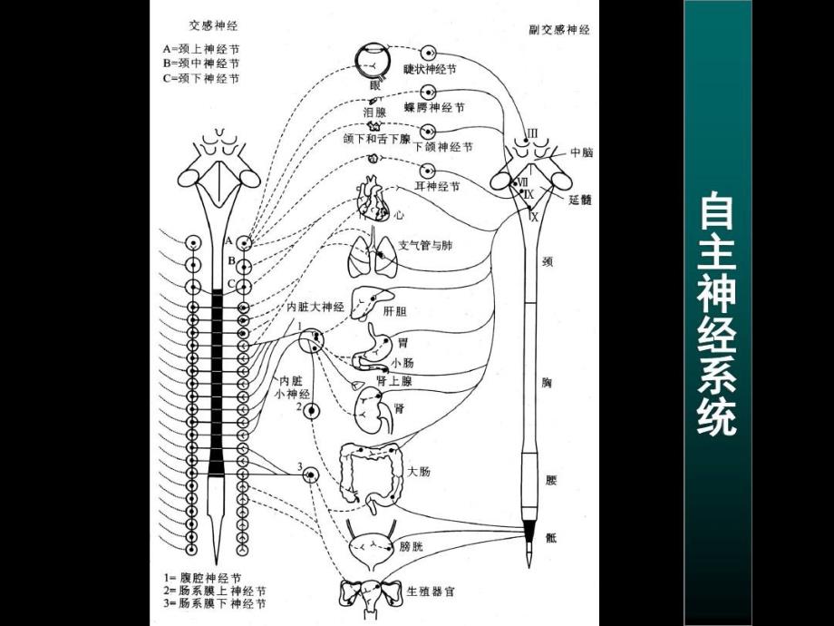 中枢神经系统对内脏活动的调节和高级功能课件_第1页